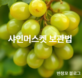 샤인머스켓 보관법